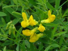 Lathyrus pratensis Veldlathyrus bestellen